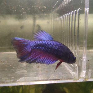 Betta 5