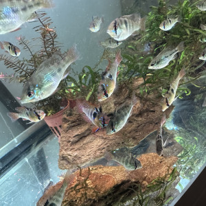 Jeunes Ramirezi de 7 mois