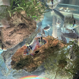 Jeunes Ramirezi de 7 mois