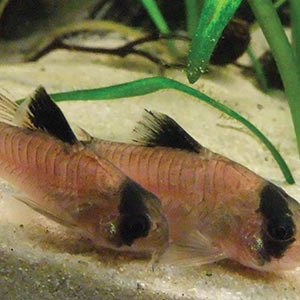 Corydoras