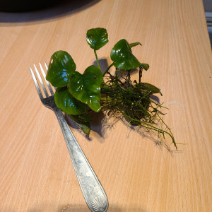 Anubias nana barterie