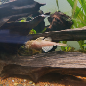 Donne bébés ancistrus albinos