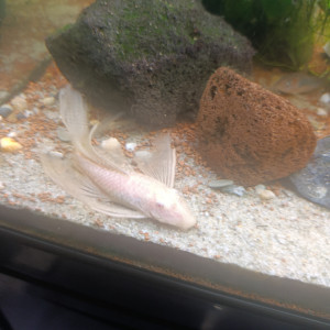 Donne bébés ancistrus albinos