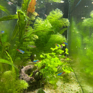 Aquarium complet et son meuble
