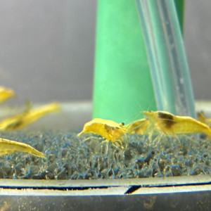 Crevette yellow gold