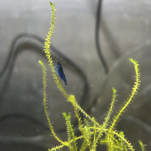 Crevette blue dream