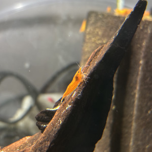 Crevette orange Sunkist