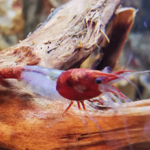 Crevettes neocaridina red cherry