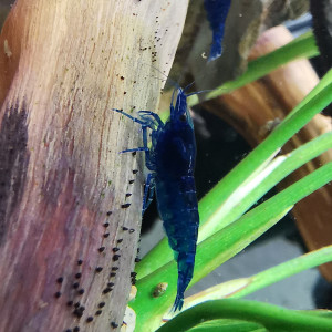 Crevettes neocaridina blue velvet