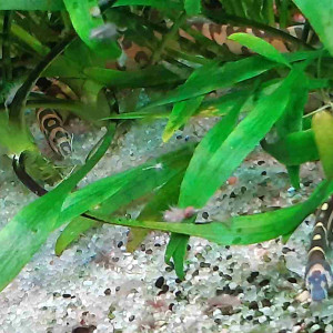 Donne deux Pangio kuhli