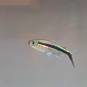 Donne un Thayeria oblique