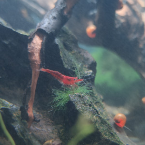 Jolies Neocaridina Sakura red davidi de bonne souche