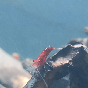 Jolies Neocaridina Sakura red davidi de bonne souche