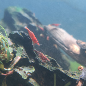 Jolies Neocaridina Sakura red davidi de bonne souche