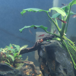 Jolies Neocaridina Sakura red davidi de bonne souche