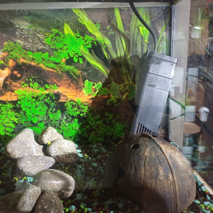 Aquarium 20L equipé sol bleu et noir