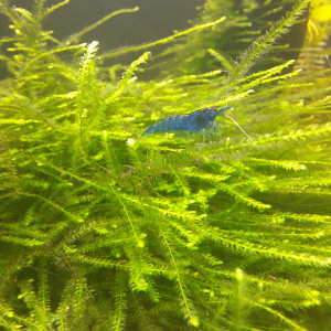 Neocaradina Blue Velvet