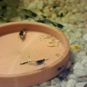 Crevette rili carbone Black