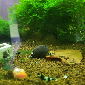 Caridina panda