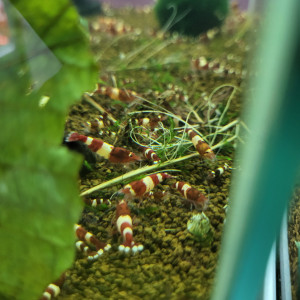 Caridina red wine