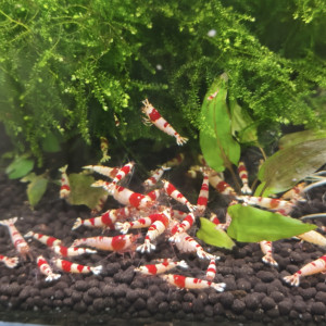 Crevettes crystal red