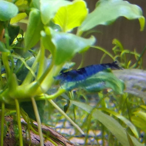 Crevette bleue dream