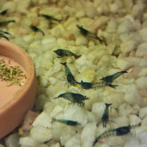 Crevette rili carbone Black