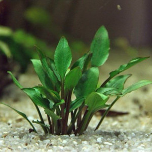 Plante aquarium Cryptocoryne Wendtii green