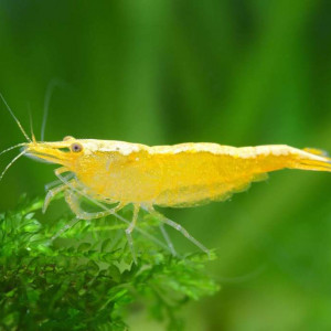 Crevettes Neocaridina Yellow Neon