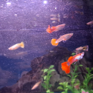 Vente de Guppy male et femelle