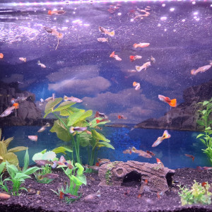 Vente de Guppy male et femelle