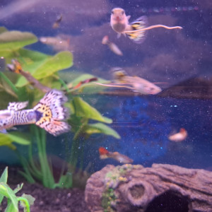 Vente de Guppy male et femelle