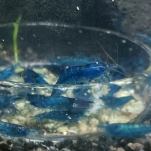 Crevettes Neocaridina "Blue Velvet" mâles adultes ♂