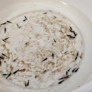 Neocaridina davidi déclassées