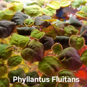 Phyllantus Fluitans