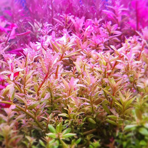 Rotala Rotundifolia