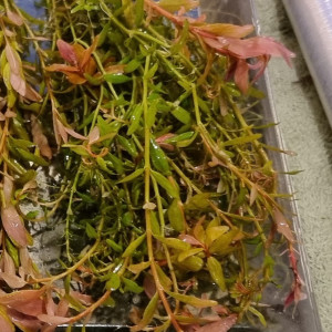 Rotala Rotundifolia