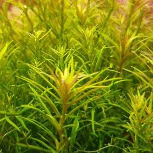 Rotala Vietnam