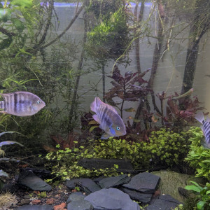 VDS/ECH cichlidé a barre en T - sajica