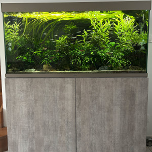 Aquarium 240 L complet + meuble – plantes & poissons inclus – prêt à l’emploi