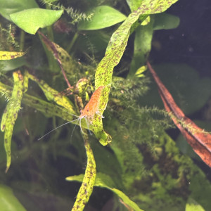 Crevette d’eau douce