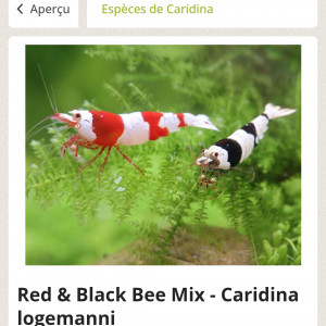 Recherche caridina Black bee Panda/Bee Red et Neocaridina Yellow neon