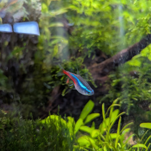 Échange/Donne 3 néons bleus