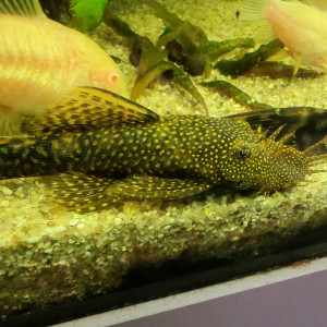 Ancistrus male (7 cm)