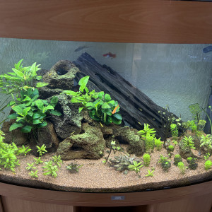 Donne poissons, crevettes et plantes