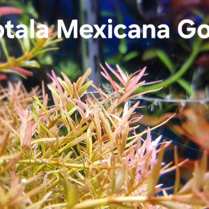 Rotala Mexicana Goias