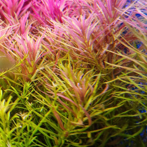 Limnophila Hippuridoides