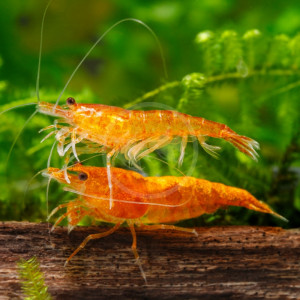 Néocaridina orange sunkist 12+3+ chaufferettes