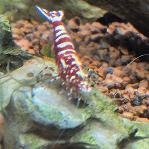 Crevettes fishbone galaxie, galaxie zebra ...