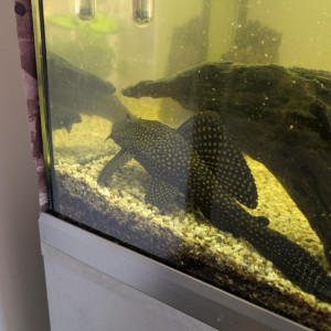 Don de 2 Superbes Glyptopterichthys (Plécos) adultes  bientôt 5 ans.
